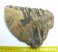 Mammuthus primigenius tooth (1492 grams)