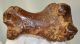 Seal (Pagophilus groenlandicus?) partial femur bone