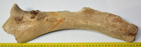 Gyapjas orrszarvú részleges ulna csont (421 mm)