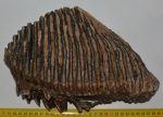 Mammuthus primigenius fog (4512 gramm)