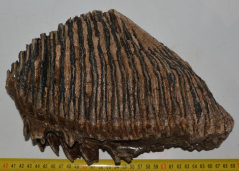 Mammuthus primigenius fog (4512 gramm)