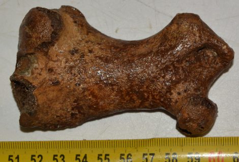  Seal (Pagophilus groenlandicus?) partial femur bone