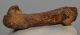  Seal (Pagophilus groenlandicus?) partial femur bone