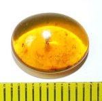 Mite (Acari) in burmese amber