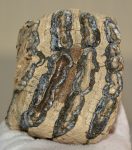 Mammuthus meridionalis részleges fog (972 gramm)