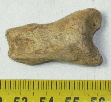 Ursus spelaeus toe bone (37 mm) proximal phalanges