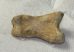 Ursus spelaeus toe bone (37 mm) proximal phalanges