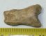 Ursus spelaeus toe bone (37 mm) proximal phalanges