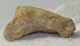 Ursus spelaeus toe bone (37 mm) proximal phalanges