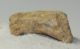 Ursus spelaeus toe bone (37 mm) proximal phalanges