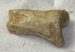 Ursus spelaeus toe bone (37 mm) proximal phalanges