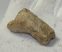 Ursus spelaeus toe bone (37 mm) proximal phalanges