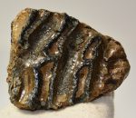   Mammuthus meridionalis tooth (412 grams) Southern mammoth molar