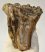 Mammuthus meridionalis tooth (412 grams) Southern mammoth molar