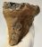 Mammuthus meridionalis tooth (412 grams) Southern mammoth molar