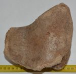 Mammuthus sp. részleges lunatum csont