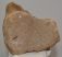Mammuthus sp. részleges lunatum csont
