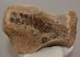 Mammuthus sp. részleges lunatum csont