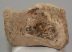 Mammuthus sp. részleges lunatum csont