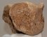 Mammuthus sp. részleges lunatum csont