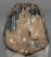 Mammuthus meridionalis partial tooth (1519 grams)
