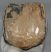 Mammuthus meridionalis partial tooth (1519 grams)