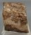 Mammuthus meridionalis partial tooth (1519 grams)