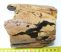 Mammuthus meridionalis részleges agyar (735 gramm)  ELFOGYOTT (LL B) 04