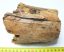 Mammuthus meridionalis partial tusk (735 grams)  SOLD (LL B) 04