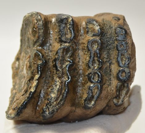 Mammuthus meridionalis részleges fog (1795 gramm)