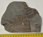 Sphenopteris leptophylla from France