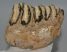 Mammuthus sp. részleges fog (655 gramm) ELFOGYOTT (J) 06