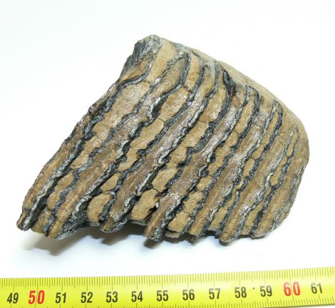Mammuthus primigenius részleges fog (642 gramm)