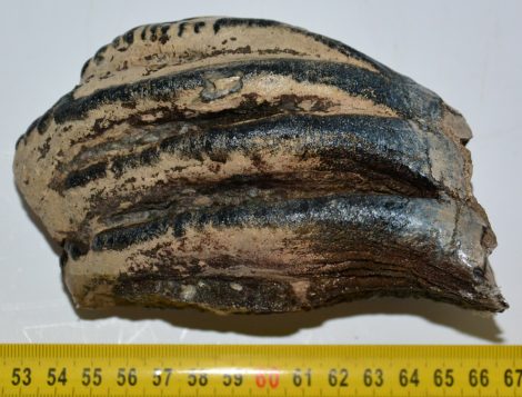 Mammuthus meridionalis részleges fog (852 gramm)
