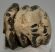 Mammuthus meridionalis részleges fog (852 gramm)
