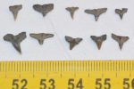 10 pieces Sqliatina Angel shark tooth