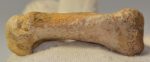 Ursus spelaeus metapodium csont (69,1 mm) barlangi medve