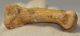 Ursus spelaeus metapodium csont (69,1 mm) barlangi medve