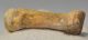 Ursus spelaeus metapodium csont (69,1 mm) barlangi medve