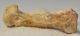 Ursus spelaeus metapodium csont (69,1 mm) barlangi medve