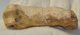 Ursus spelaeus metapodium csont (69,1 mm) barlangi medve
