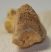 Ursus spelaeus metapodium csont (69,1 mm) barlangi medve