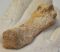 Ursus spelaeus metapodium csont (69,1 mm) barlangi medve
