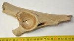 Cervus elaphus partial plevic bone