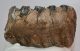 Mammuthus meridionalis részleges fog (738 gramm)
