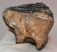 Mammuthus meridionalis részleges fog (738 gramm)