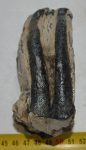   Mammuthus meridionalis részleges fog (561 gramm) ELFOGYOTT (M) 06
