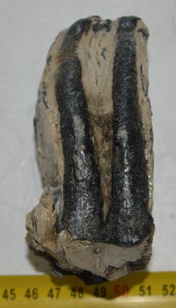 Mammuthus meridionalis részleges fog (561 gramm) ELFOGYOTT (M) 06