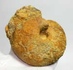   Macrocephalites ammonites Lengyelországból (834 gramm)  ELFOGYOTT (UW) 03