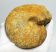 Macrocephalites ammonites Lengyelországból (834 gramm)  